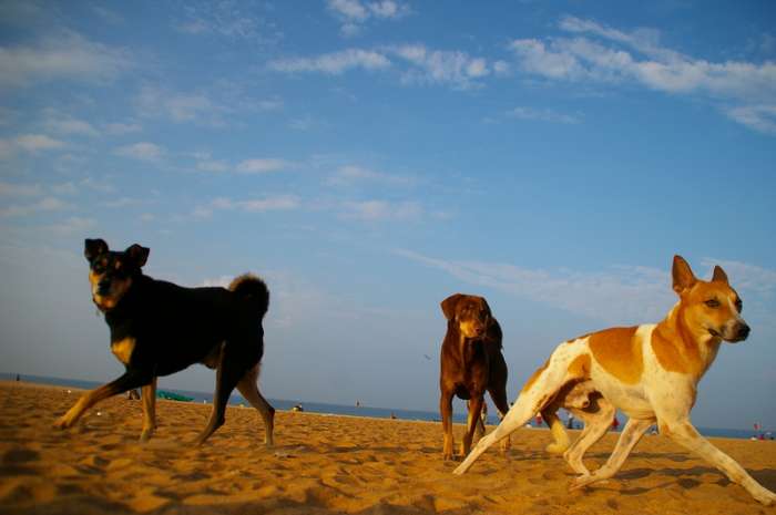 Собаки на пляже.