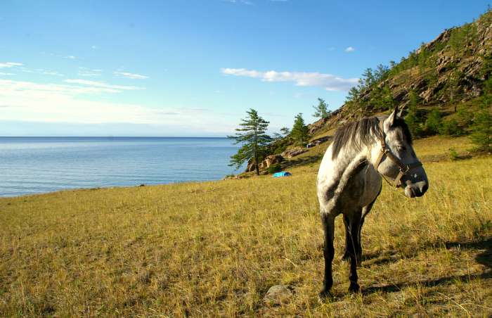 Конь на Байкале