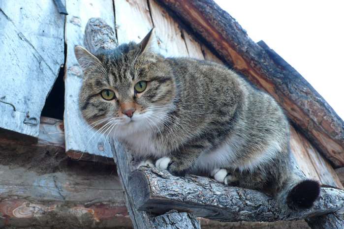 Монгольский кот.