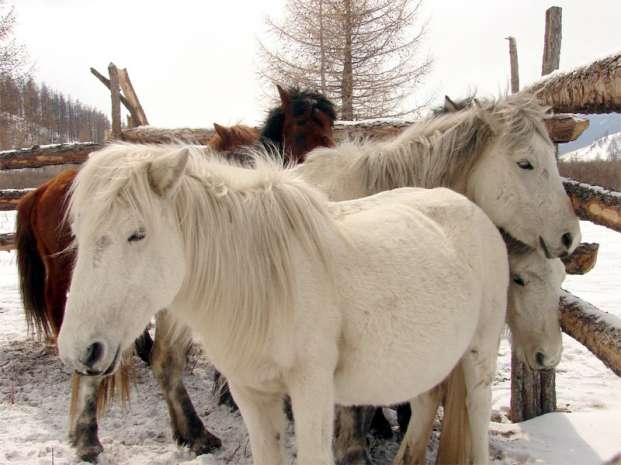 Монгольские коняшки.